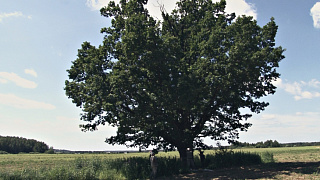 Древний дуб 